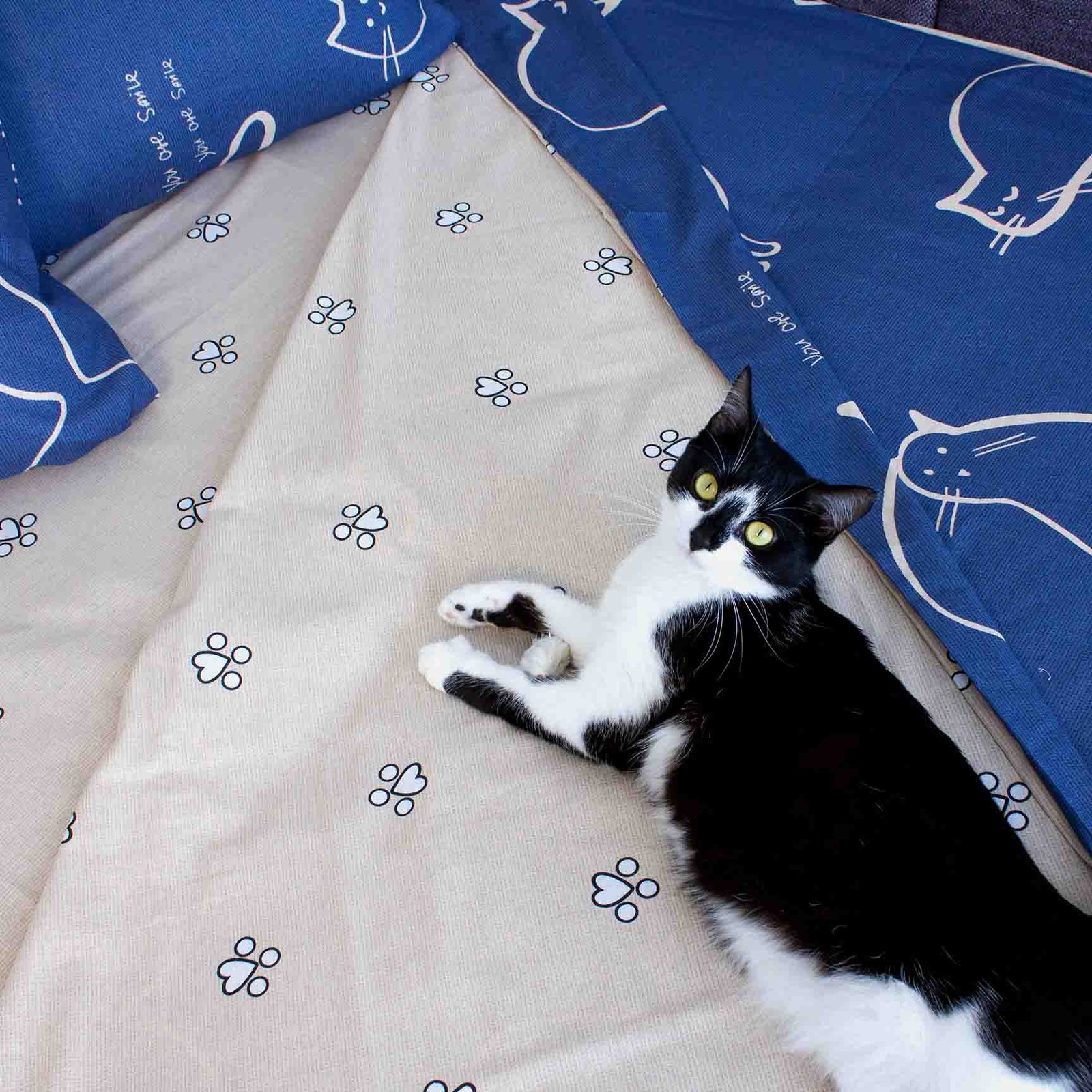 mycat-3.jpg